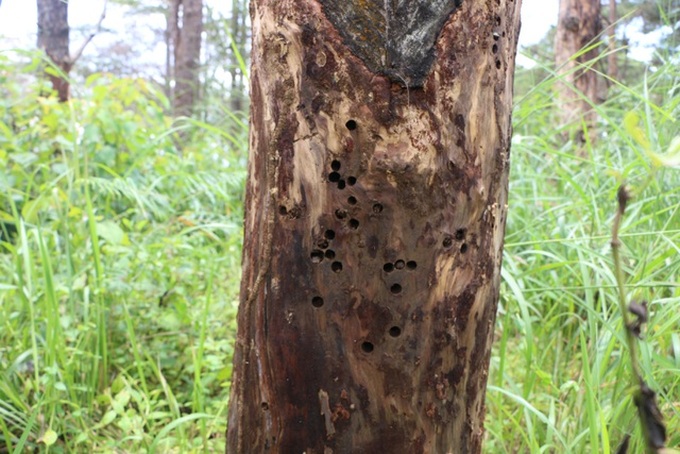 Pine forest poisoned in Central Highlands region - 3