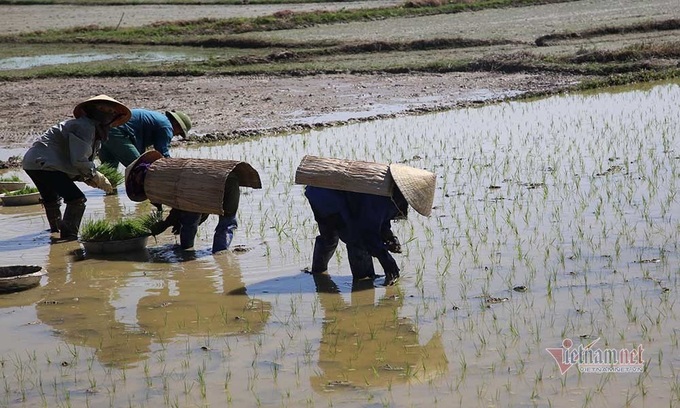 Many Vietnamese localities struggling scorching heat - 9