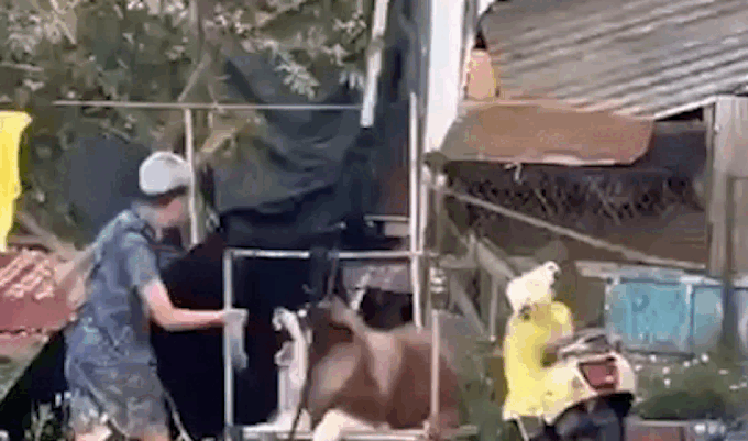 Da Lat vows to crack down on dog photography service - 1