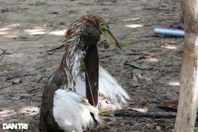 Wild bird hunting remains rampant in Ha Tinh - 1
