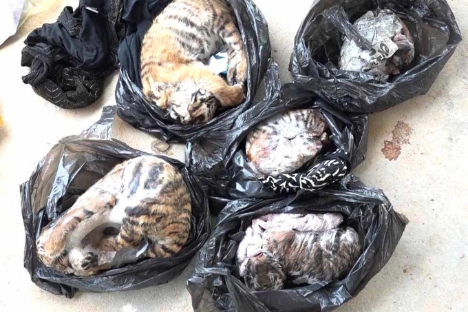 Seven frozen tiger cubs destroyed in Ha Tinh - 2