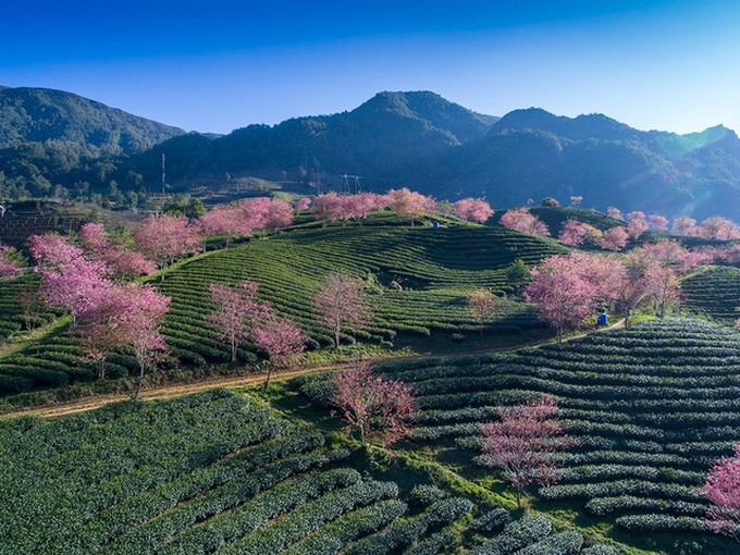 Stunning cherry blossoms in Sapa - 1