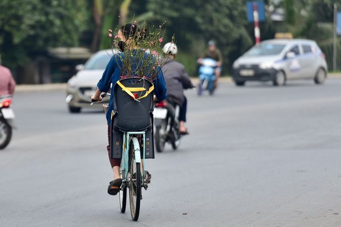 Peach blossoms on Hanoi streets signals Tet - 6
