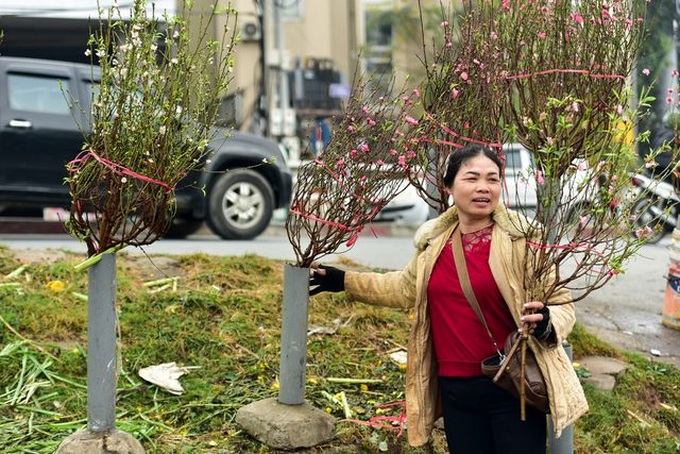 Peach blossoms on Hanoi streets signals Tet - 4