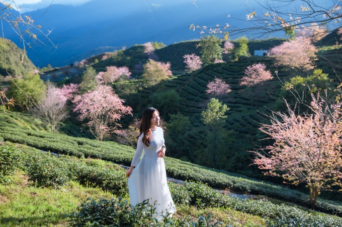 Cherry blossoms attract tourists to Sapa - 2
