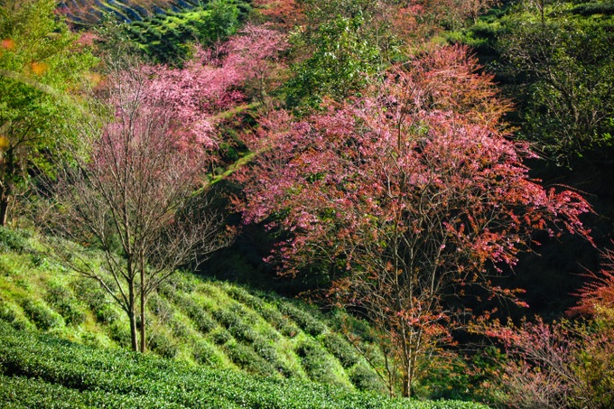 Cherry blossoms attract tourists to Sapa - 5
