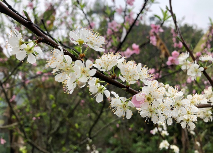 Beauty of plum blossoms in Nghe An - 5