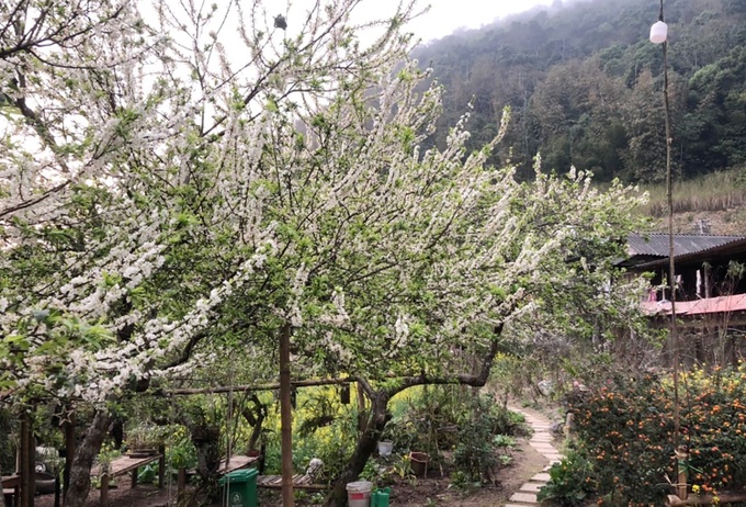 Beauty of plum blossoms in Nghe An - 7