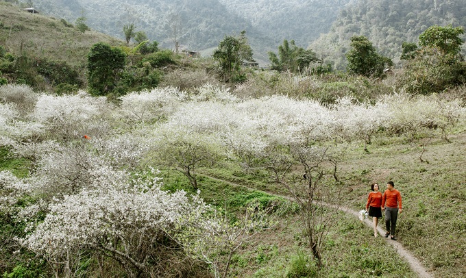 Beauty of plum blossoms in Nghe An - 1