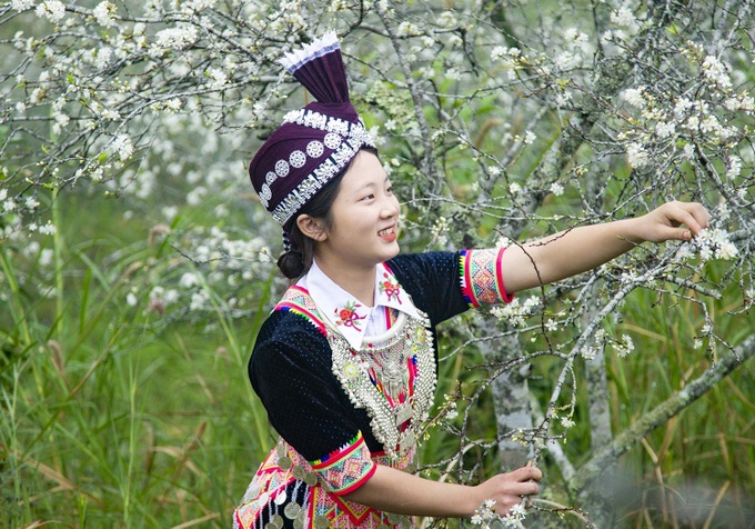 Beauty of plum blossoms in Nghe An - 3