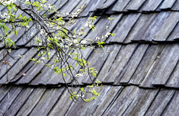 Beauty of plum blossoms in Nghe An - 2