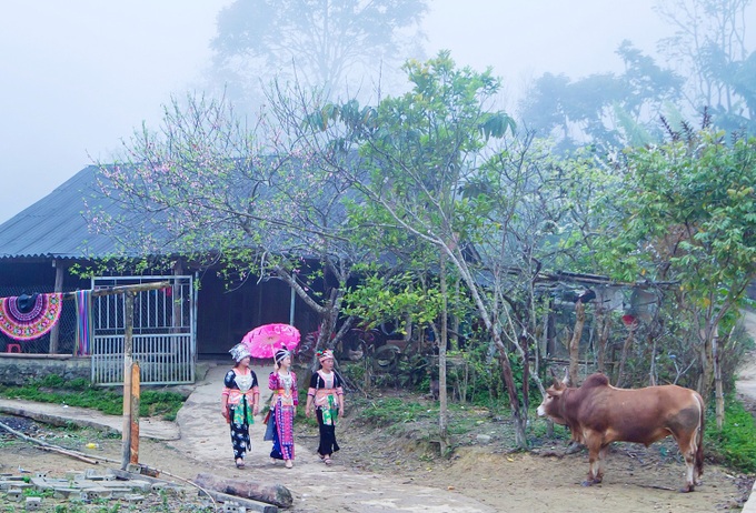 Beauty of plum blossoms in Nghe An - 6