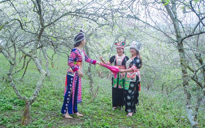 Beauty of plum blossoms in Nghe An - 4