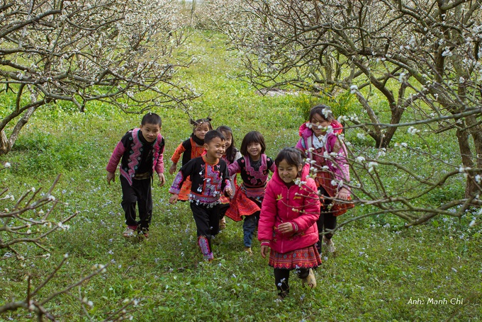 White plum blossoms cover Moc Chau valley - 1 White plum blossoms cover Moc Chau valley - 1