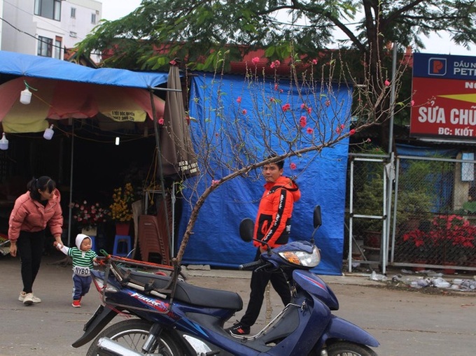 Peach flower branches put up for early sale in Hanoi - 3