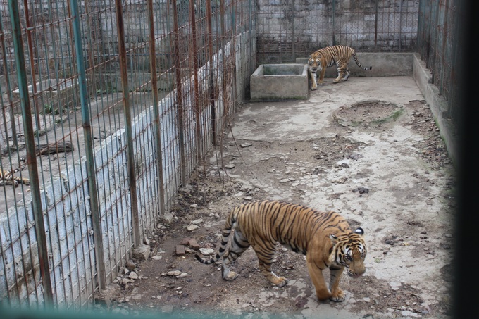 Thai Nguyen family hands over six captive tigers - 1