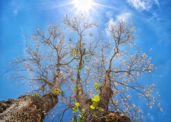 Bauhinia flowers blooming on Da Lat streets - 4 Bauhinia flowers blooming on Da Lat streets - 4