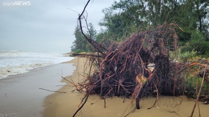 Ha Tinh’s coastal forest ruined by storm - 6