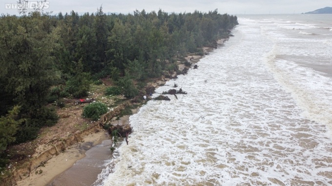 Ha Tinh’s coastal forest ruined by storm - 1