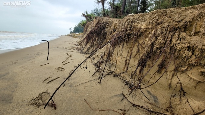 Ha Tinh’s coastal forest ruined by storm - 2