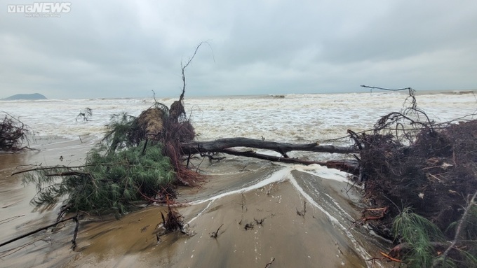 Ha Tinh’s coastal forest ruined by storm - 3