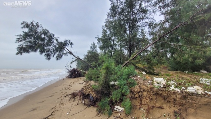 Ha Tinh’s coastal forest ruined by storm - 4