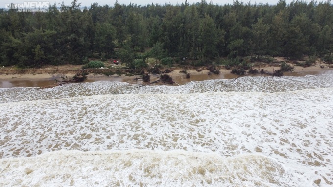 Ha Tinh’s coastal forest ruined by storm - 7