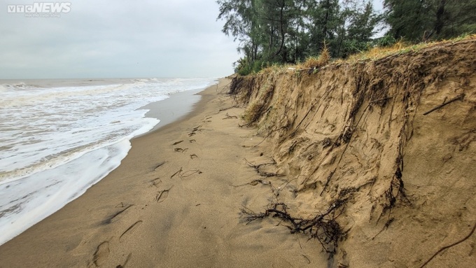 Ha Tinh’s coastal forest ruined by storm - 5