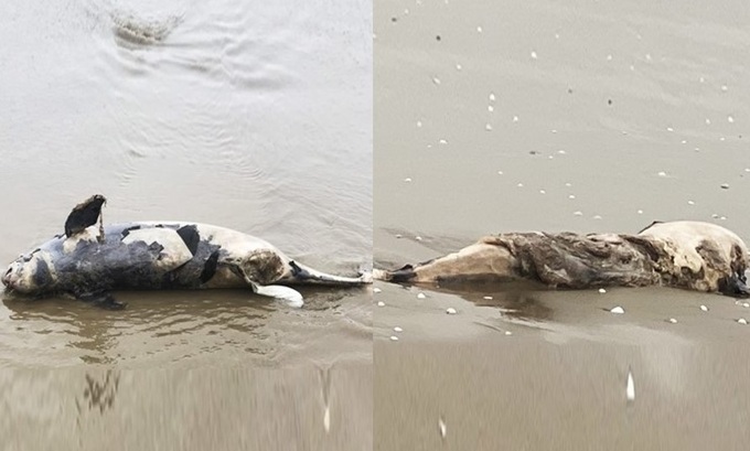 More whales found dead in Ha Tinh - 1