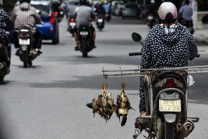 Bird hunting season in Thanh Hoa - 5