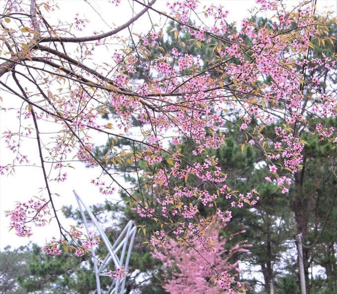 Cherry blossom season in Mang Den - 3