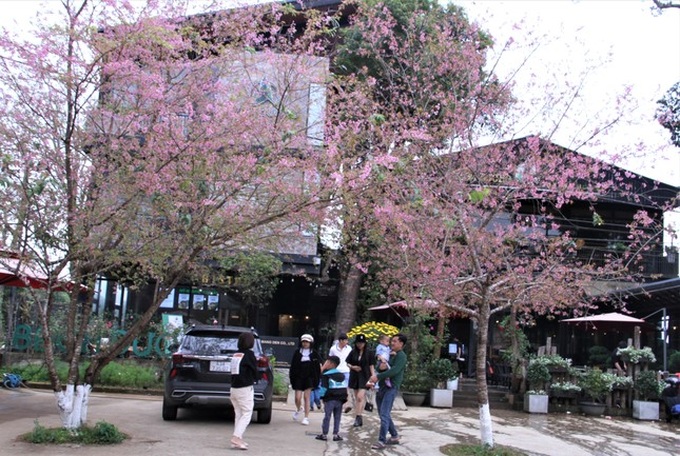 Cherry blossom season in Mang Den - 8