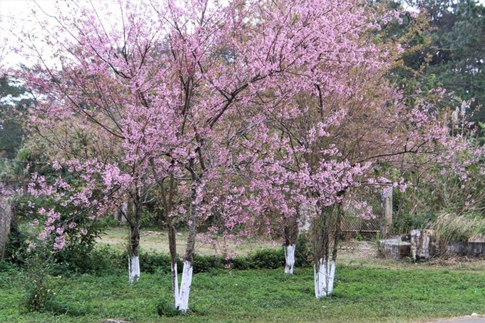 Cherry blossom season in Mang Den - 4