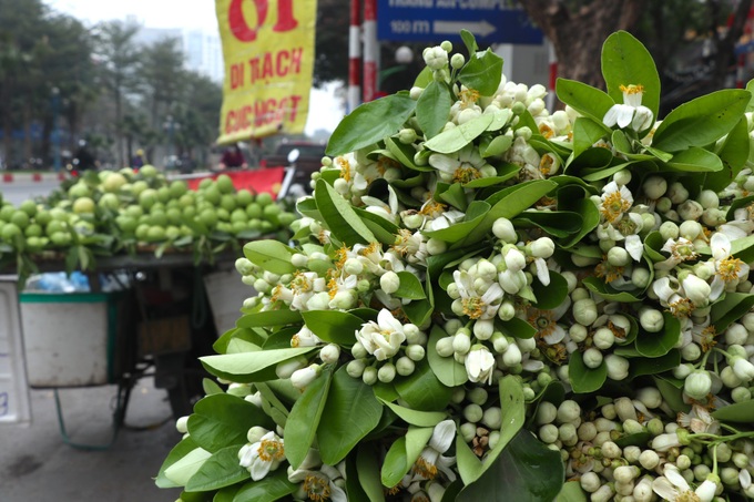 Pomelo flowers attract customers in Hanoi - 1