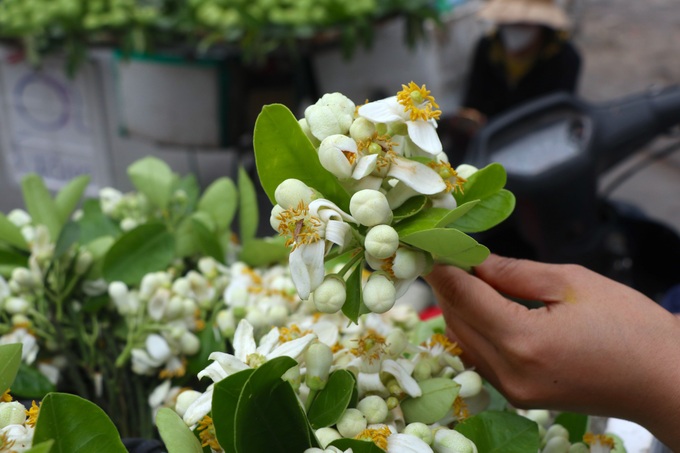 Pomelo flowers attract customers in Hanoi - 7