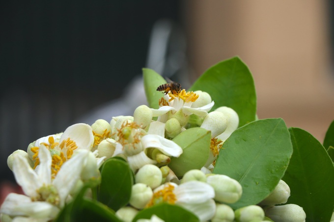 Pomelo flowers attract customers in Hanoi - 8