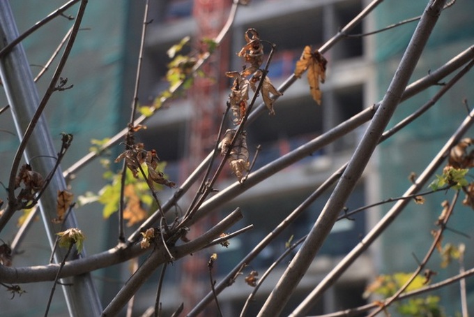 Red maple trees project proved a failure in Hanoi - 4