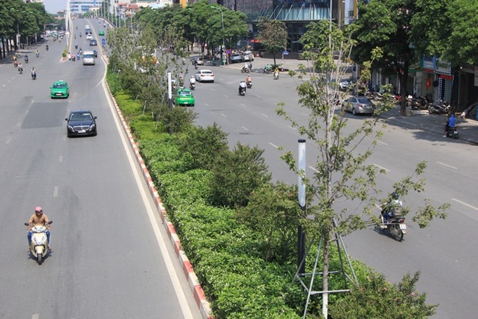 Red maple trees to be removed from Hanoi streets - 1