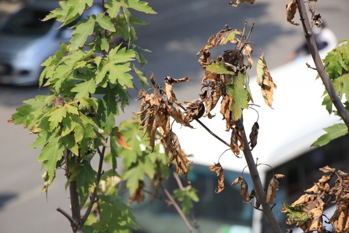 Red maple trees project proved a failure in Hanoi - 3