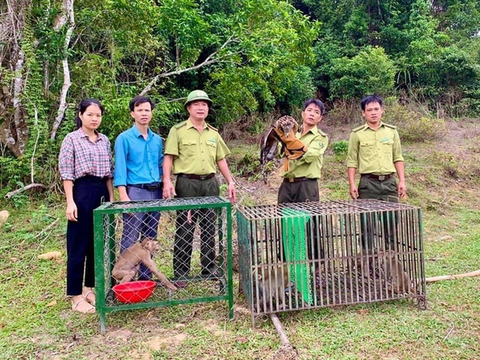 Rare wild animals in Ha Tinh released back to the wild - 1 Rare wild animals in Ha Tinh released back to the wild - 1