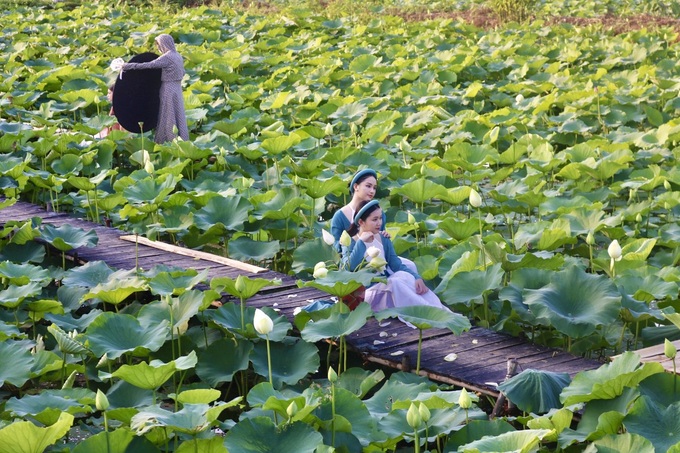 Hanoi lotus ponds enchant visitors - 7