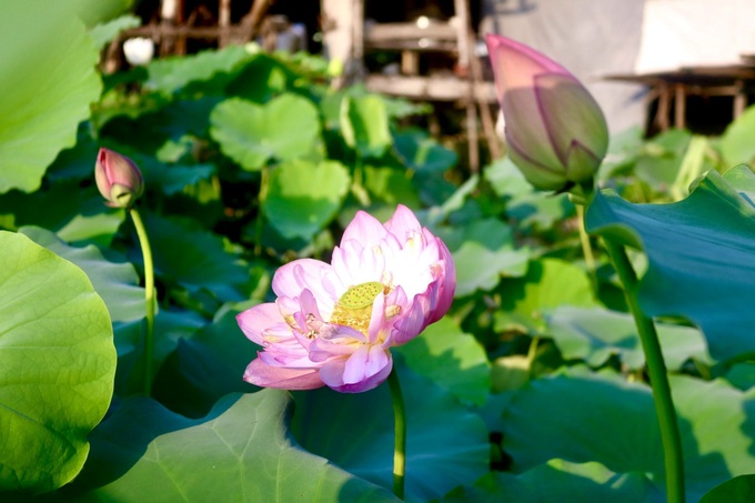 Hanoi lotus ponds enchant visitors - 2