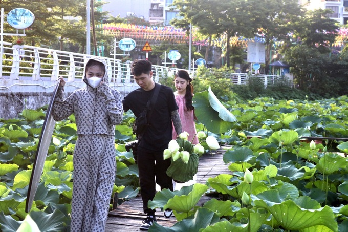 Hanoi lotus ponds enchant visitors - 3