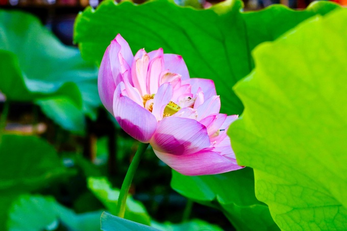 Hanoi lotus ponds enchant visitors - 6