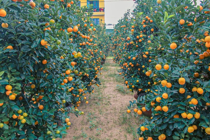 Central region kumquat hub attracts customers - 1 Central region kumquat hub attracts customers - 1