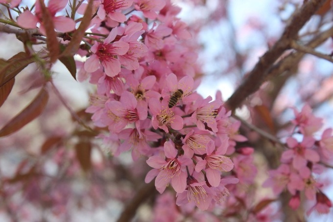 Da Lat stunning with wild Himalayan cherry - 6