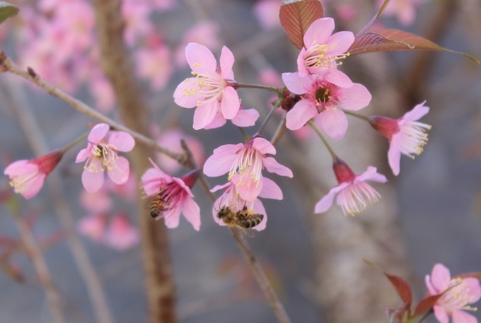 Da Lat stunning with wild Himalayan cherry - 7