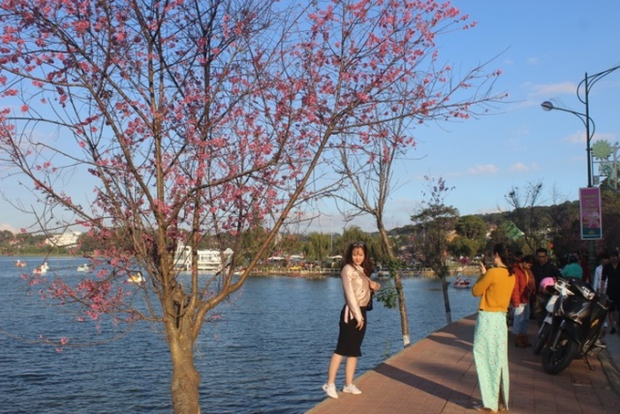 Da Lat stunning with wild Himalayan cherry - 4