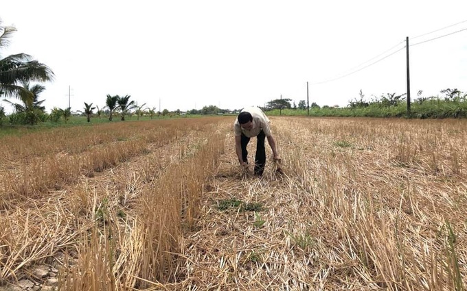 Dong Thap farmers lose crops to saline contamination - 1