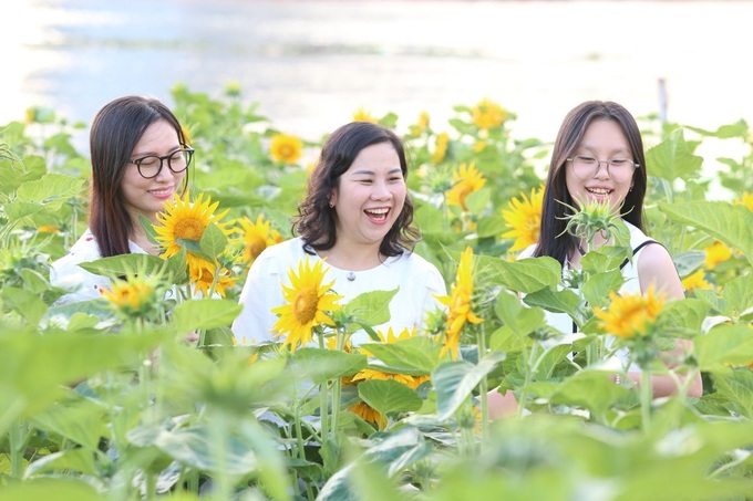 Sunflower field by Saigon River attract visitors - 2 Sunflower field by Saigon River attract visitors - 2
